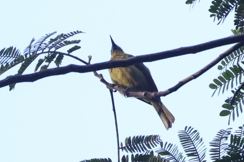 Flame-eared Honeyeater (Lichmera flavicans), photo 9