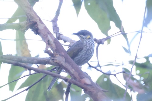 Streak-breasted Honeyeater (Meliphaga reticulata), photo 6