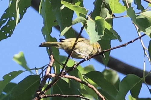 Flame-eared Honeyeater (Lichmera flavicans), photo 10