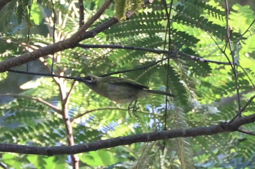 Streak-breasted Honeyeater (Meliphaga reticulata), photo 3