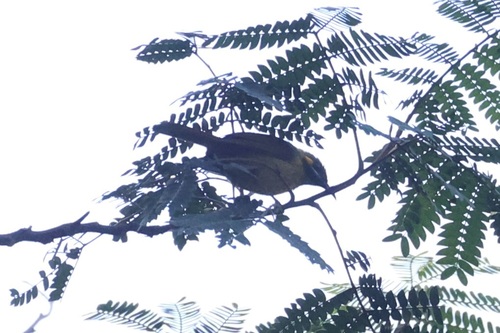 Streak-breasted Honeyeater (Meliphaga reticulata), photo 9