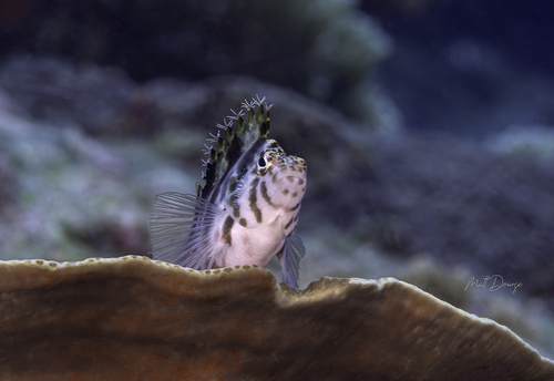 Photo of Blotched hawkfish (Cirrhitichthys aprinus)