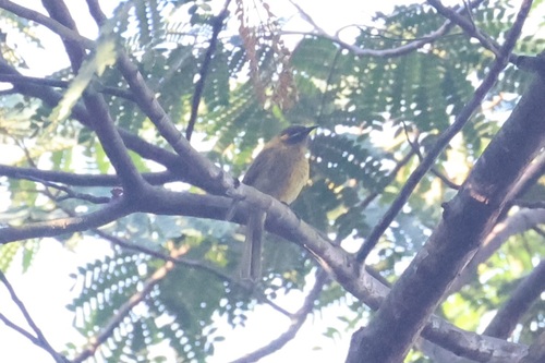 Flame-eared Honeyeater (Lichmera flavicans), photo 8
