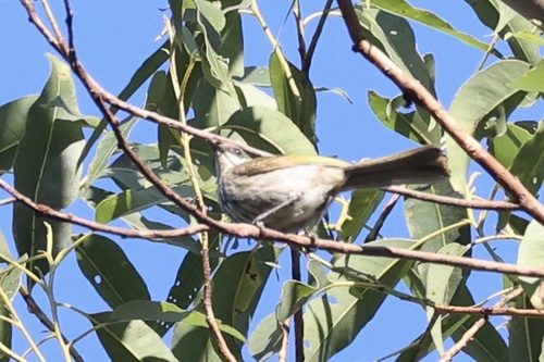 Streak-breasted Honeyeater (Meliphaga reticulata), photo 10