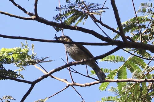 Streak-breasted Honeyeater (Meliphaga reticulata), photo 4