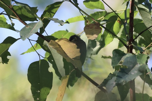 Streak-breasted Honeyeater (Meliphaga reticulata), photo 7