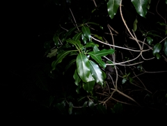 author not stated, no rights reserved Rauvolfia sandwicensis, photograph author not stated, no rights reserved