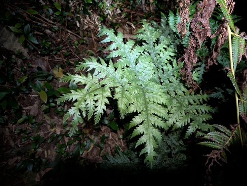 Tectaria gaudichaudii observed 2026-04-04