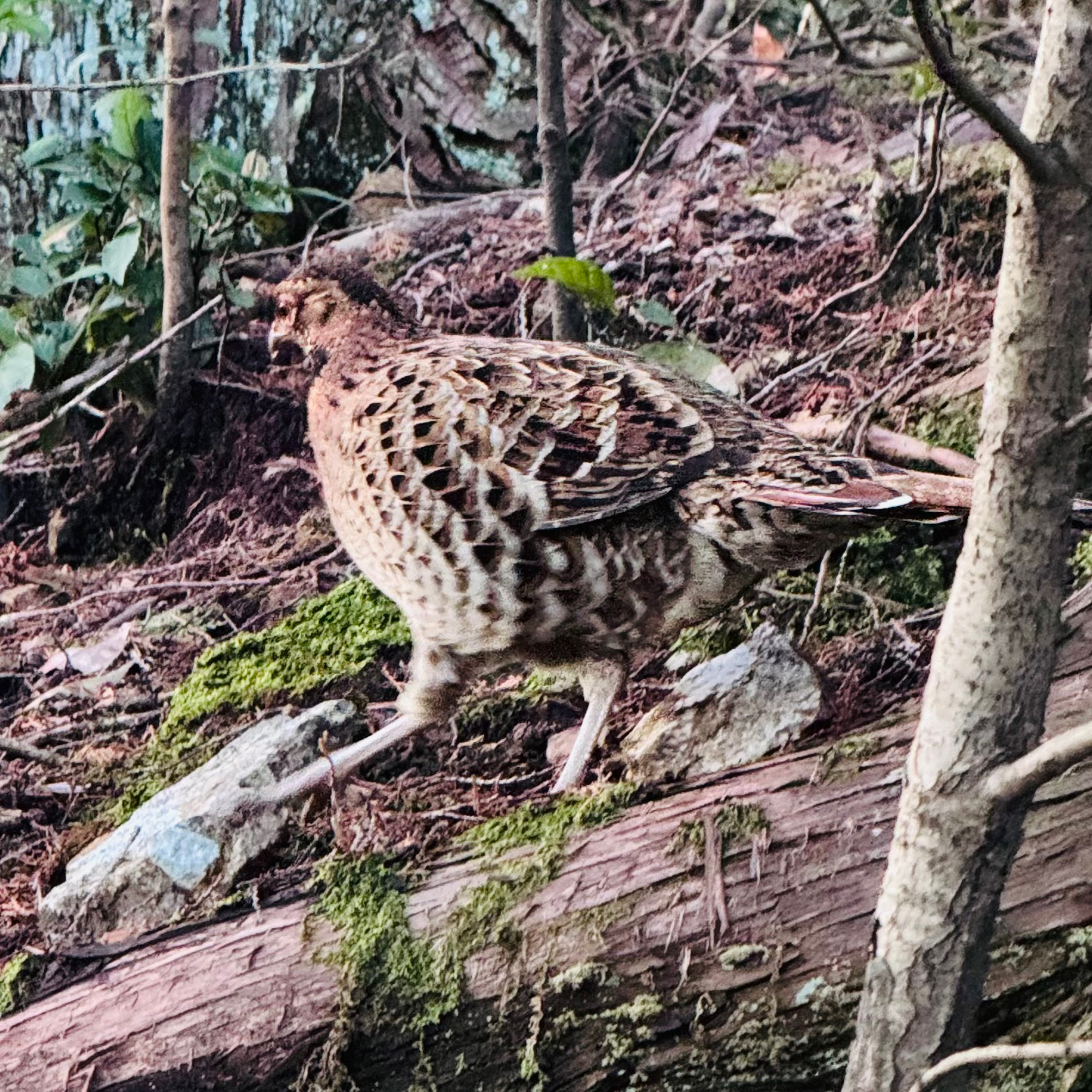 Copper Pheasant (Syrmaticus soemmerringii), photo 4