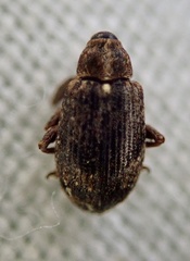 Anthonomus pomorum