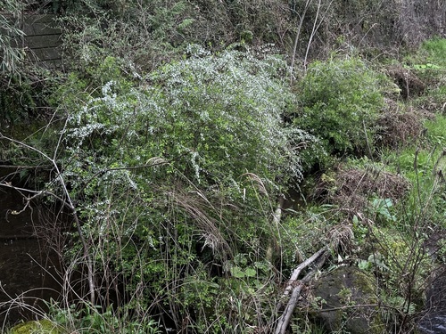 Thunberg's Meadowsweet (Spiraea thunbergii)