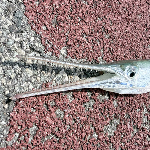 Banded long-tom (Strongylura leiura) — Belonidae — 4
