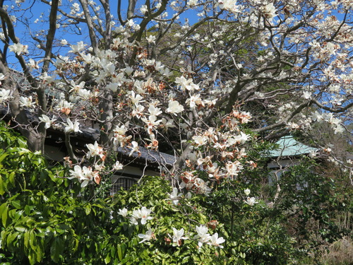 Magnolia denudata