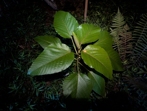 olonā (Touchardia latifolia)