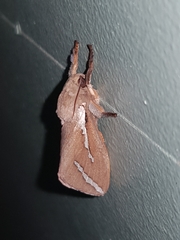 Abantiades latipennis