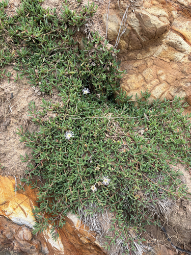 New Zealand Ice Plant (Disphyma australe)