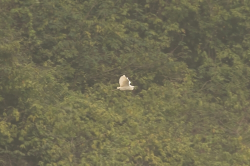 iNaturalist: (c) the_taxanaut, some rights reserved (CC BY-NC) iNaturalist image