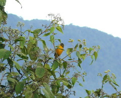 Anisognathus lacrymosus