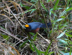 Catamblyrhynchus diadema