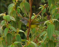 Cnemoscopus rubrirostris