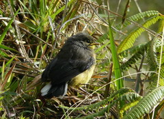 Myioborus ornatus