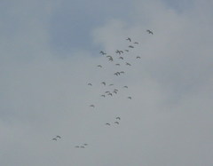 Ognorhynchus icterotis