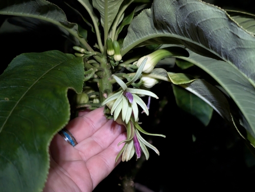 Clermontia kakeana observed 2026-04-04