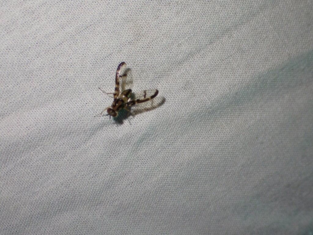 Drosophila hemipeza