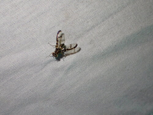 Drosophila hemipeza