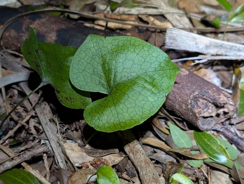 pe'ahi (Microsorum spectrum)