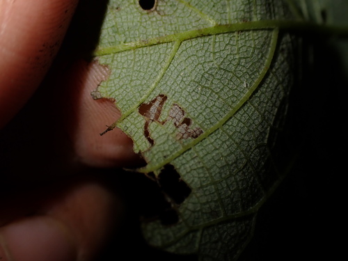 Philodoria pipturiella observed 2026-04-04