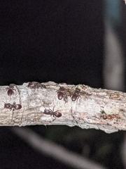 Cephalotes varians