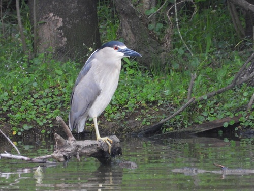 iNaturalist: (c) Walter Allmandinger, some rights reserved (CC BY-NC), uploaded by Walter Allmandinger iNaturalist image