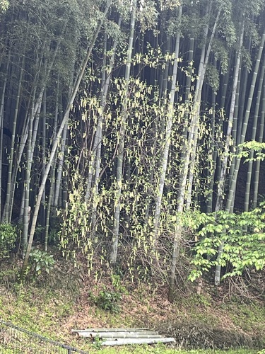 Stachyurus praecox, photograph 6