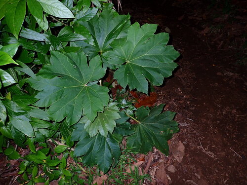 Tetrapanax papyrifer, 2026-04-04