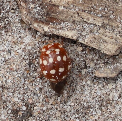 Cream-spotted Ladybird, Wageningen, Nederland, photo 10 of 10