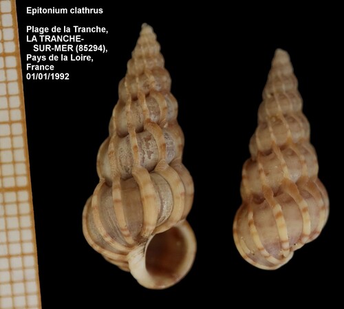 Common Wentletrap, photo 4 of 8