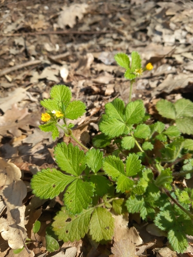 Bastard Agrimony (Agrimonia agrimonoides)
