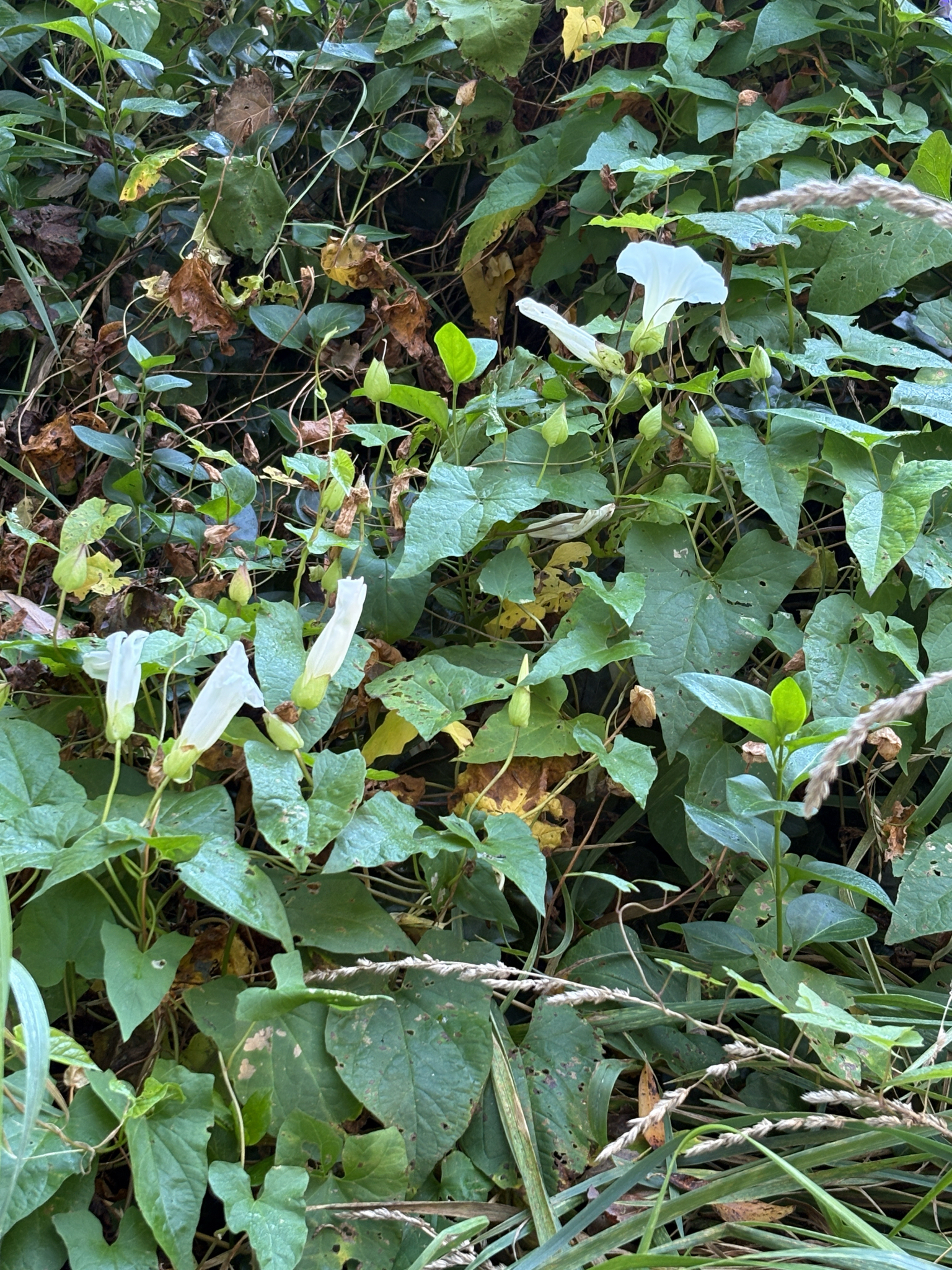 Large Bindweed (Calystegia silvatica)