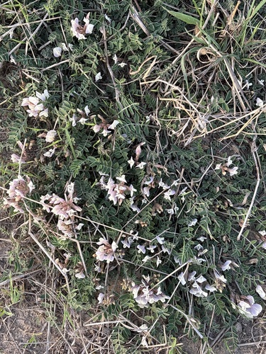 Astragalus scaberrimus