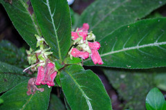 Gesnerieae
