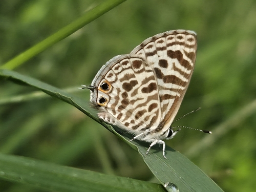 Photo of Zebra Blue (Leptotes plinius)