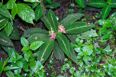 Gesnerieae