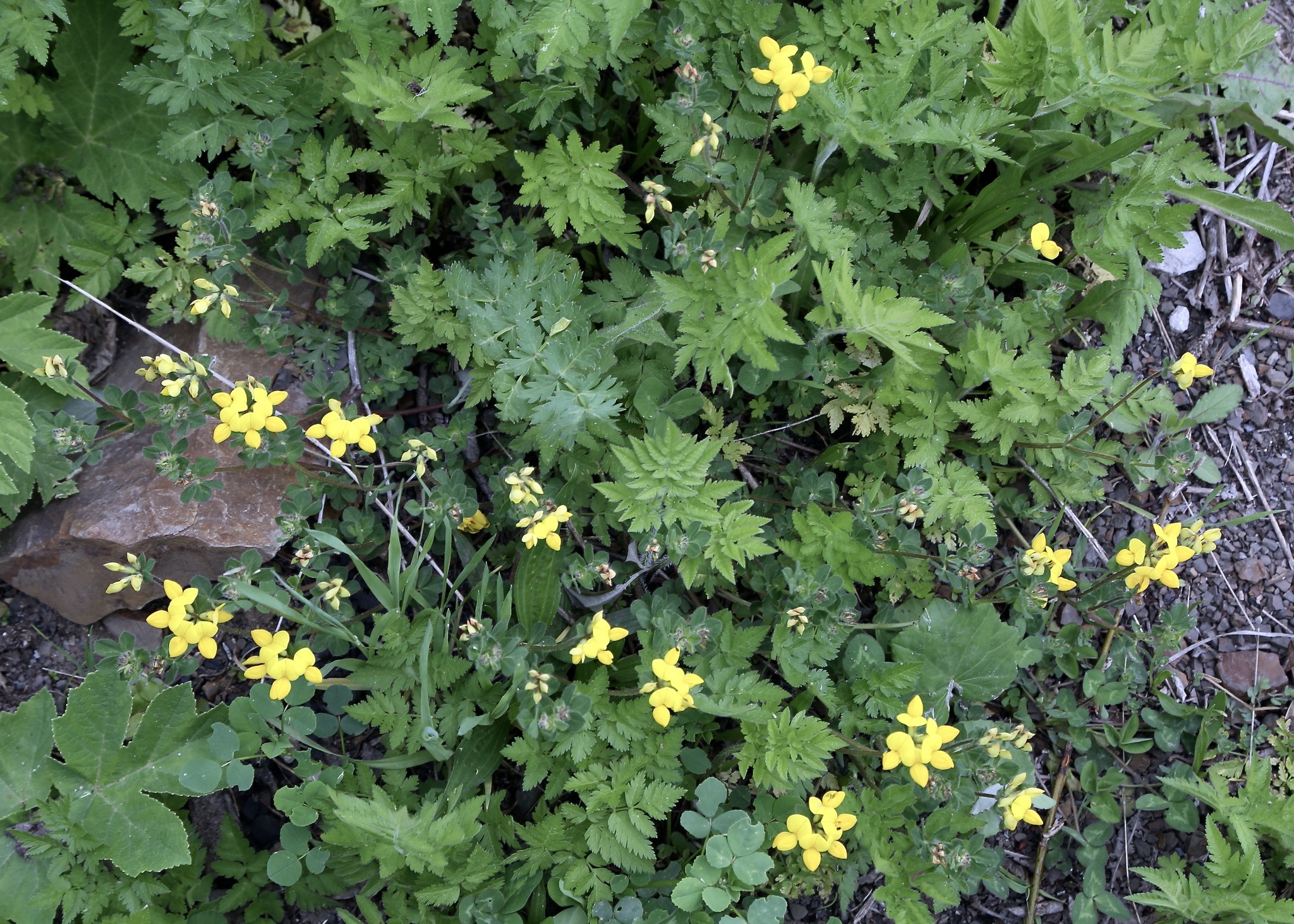 Bird's-Foot Trefoil (Lotus corniculatus)