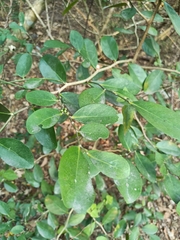 Suregada aequorea