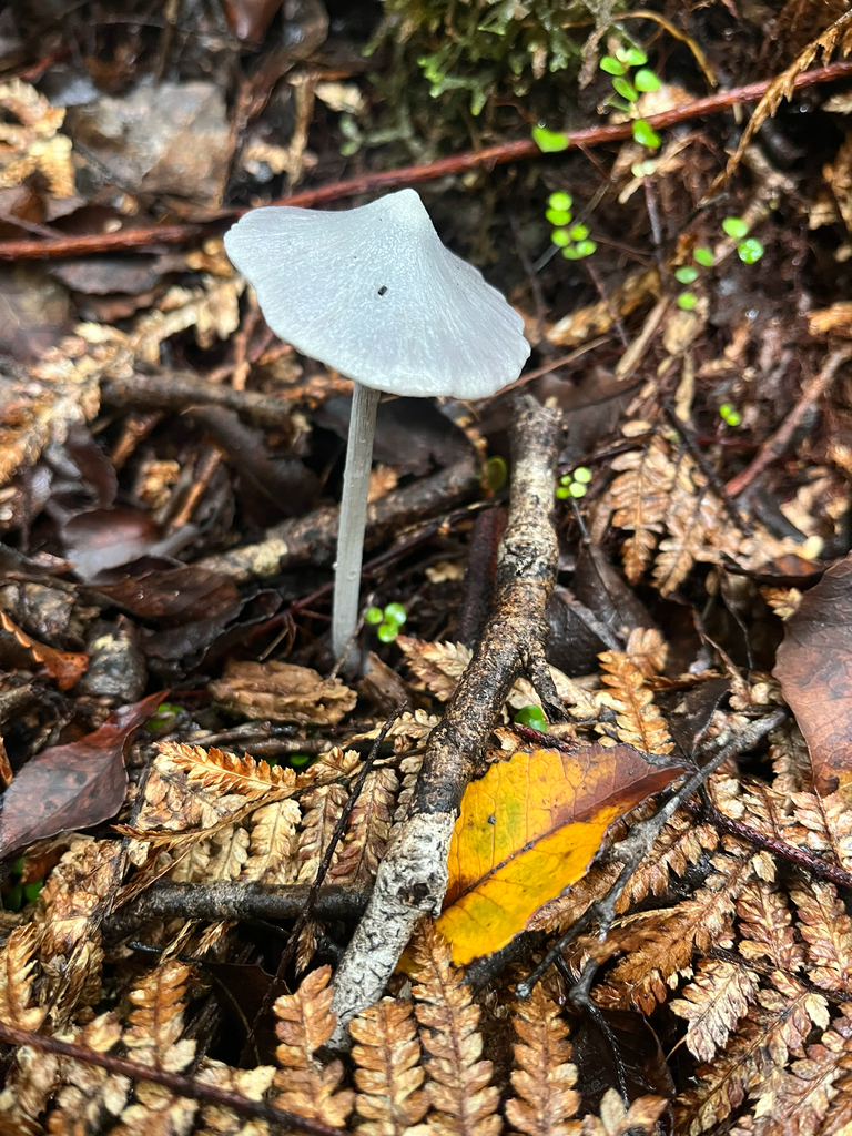 Entoloma canoconicum · April 2026 · photo: © slob973 (iNaturalist, cc-by)