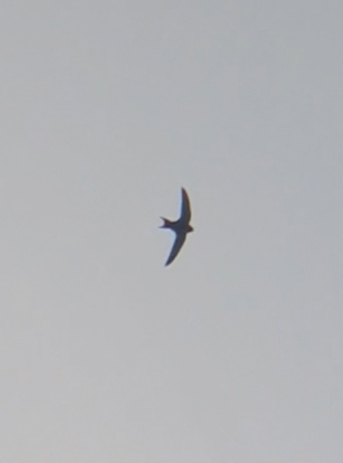 Apus apus (Linnaeus, 1758)