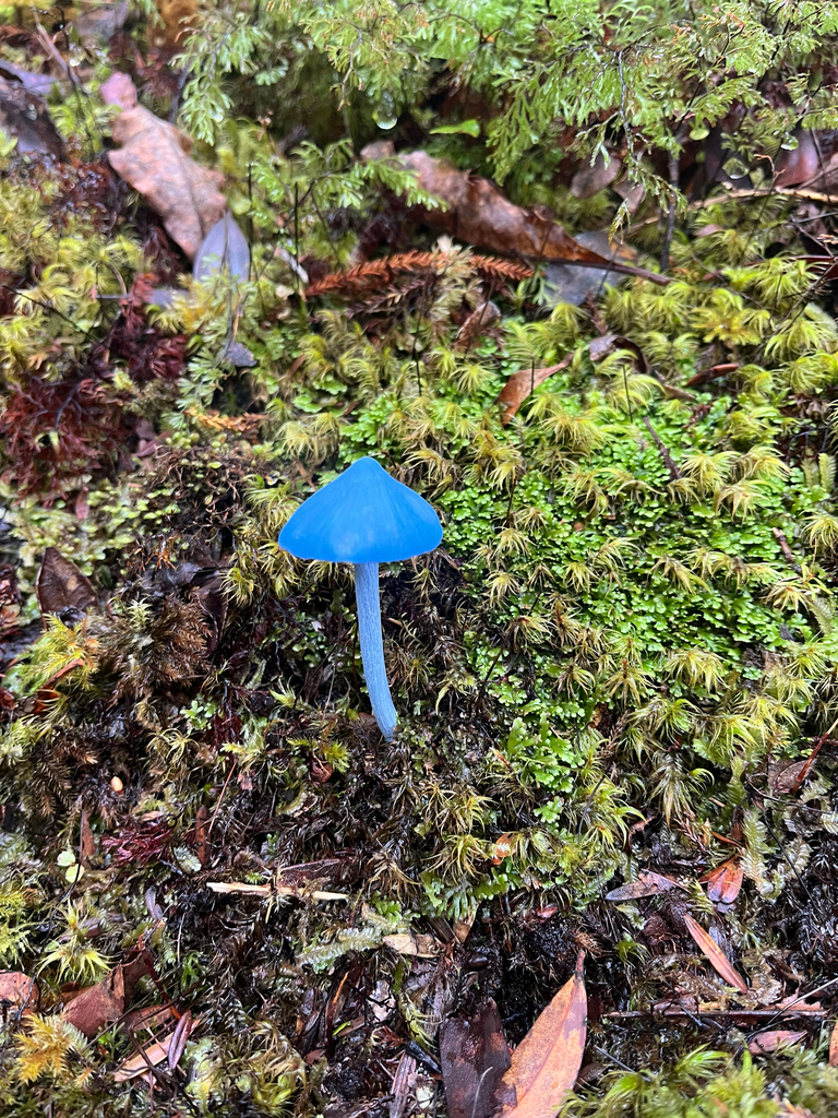 Entoloma hochstetteri · April 2026 · photo: © slob973 (iNaturalist, cc-by)