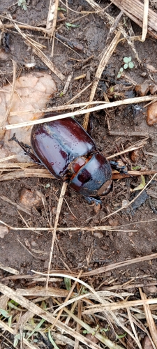 Boas Rhinoceros Beetle