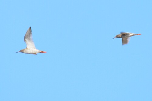 iNaturalist: (c) Эльза Габбасова, some rights reserved (CC BY-NC), uploaded by Эльза Габбасова iNaturalist image